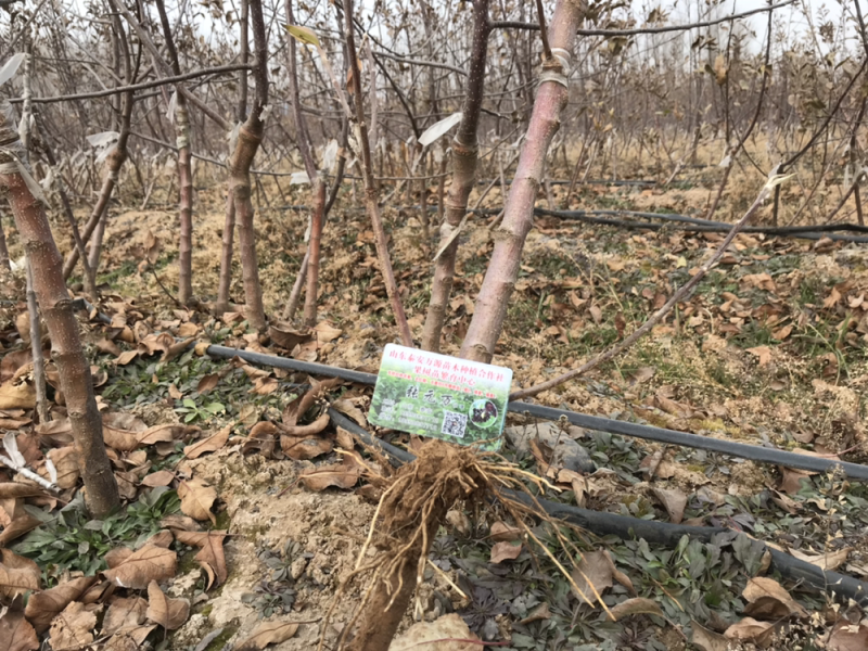 水蜜桃苹果苗D：0.8cmH：1.2m苹果树苗