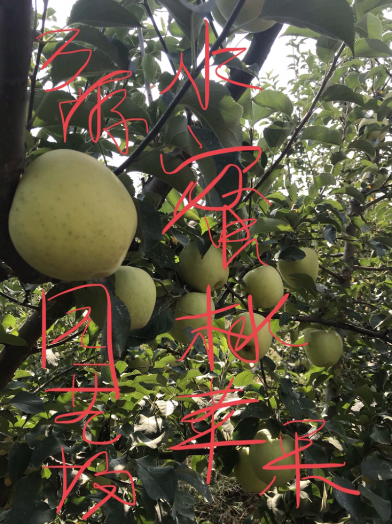 水蜜桃苹果苗D：0.8cmH：1.2m苹果树苗