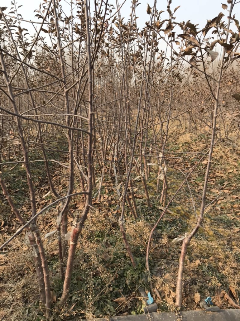 水蜜桃苹果苗D：0.8cmH：1.2m苹果树苗