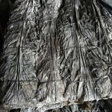 福建特级天然海带