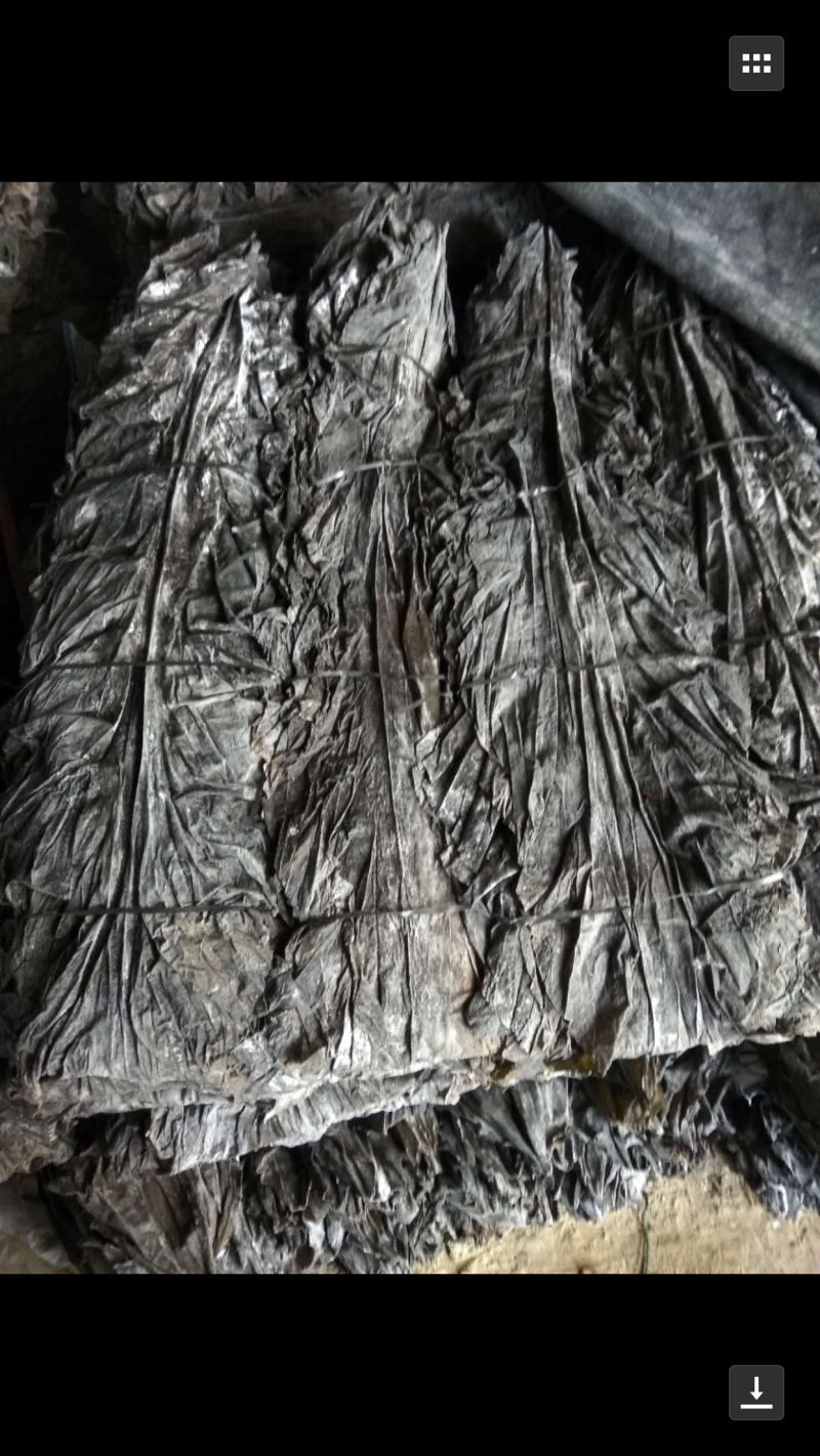 福建特级天然海带
