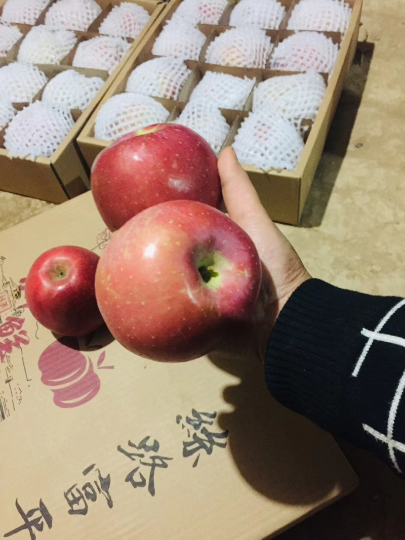 优质新鲜陕西红富士