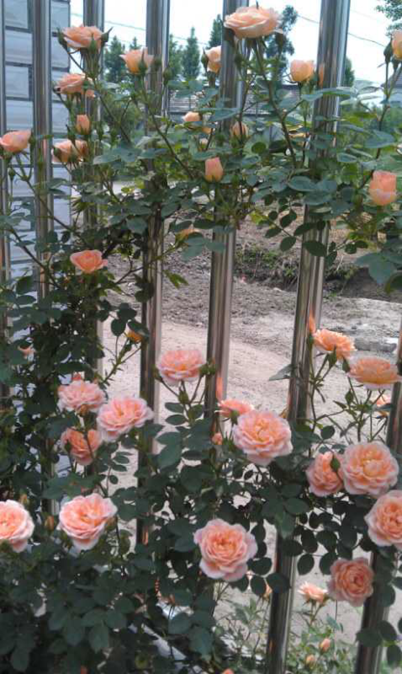 月季甜梦花苗丰花藤本露台盆栽花园观花植物多季开爬藤玫