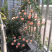 月季甜梦花苗丰花藤本露台盆栽花园观花植物多季开爬藤玫