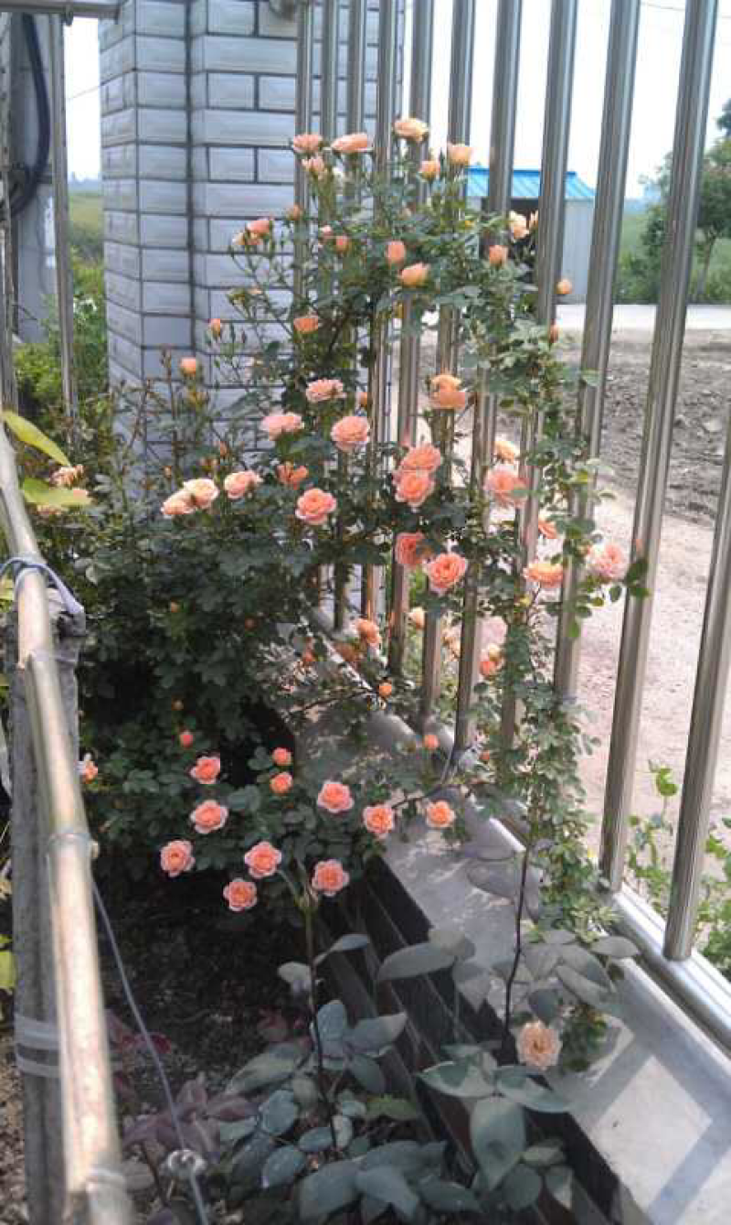 月季甜梦花苗丰花藤本露台盆栽花园观花植物多季开爬藤玫