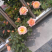 月季甜梦花苗丰花藤本露台盆栽花园观花植物多季开爬藤玫
