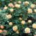 月季甜梦花苗丰花藤本露台盆栽花园观花植物多季开爬藤玫