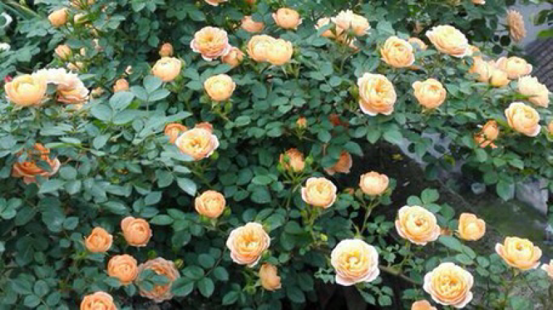 月季甜梦花苗丰花藤本露台盆栽花园观花植物多季开爬藤玫