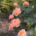 月季甜梦花苗丰花藤本露台盆栽花园观花植物多季开爬藤玫