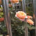 月季甜梦花苗丰花藤本露台盆栽花园观花植物多季开爬藤玫