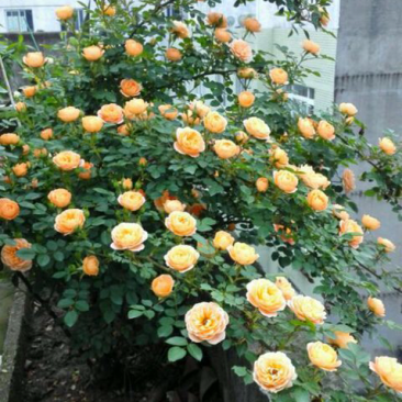 月季甜梦花苗丰花藤本露台盆栽花园观花植物多季开爬藤玫