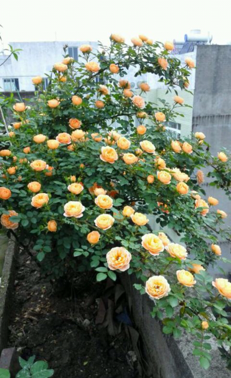 月季甜梦花苗丰花藤本露台盆栽花园观花植物多季开爬藤玫