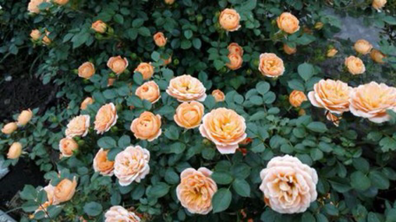 月季甜梦花苗丰花藤本露台盆栽花园观花植物多季开爬藤玫