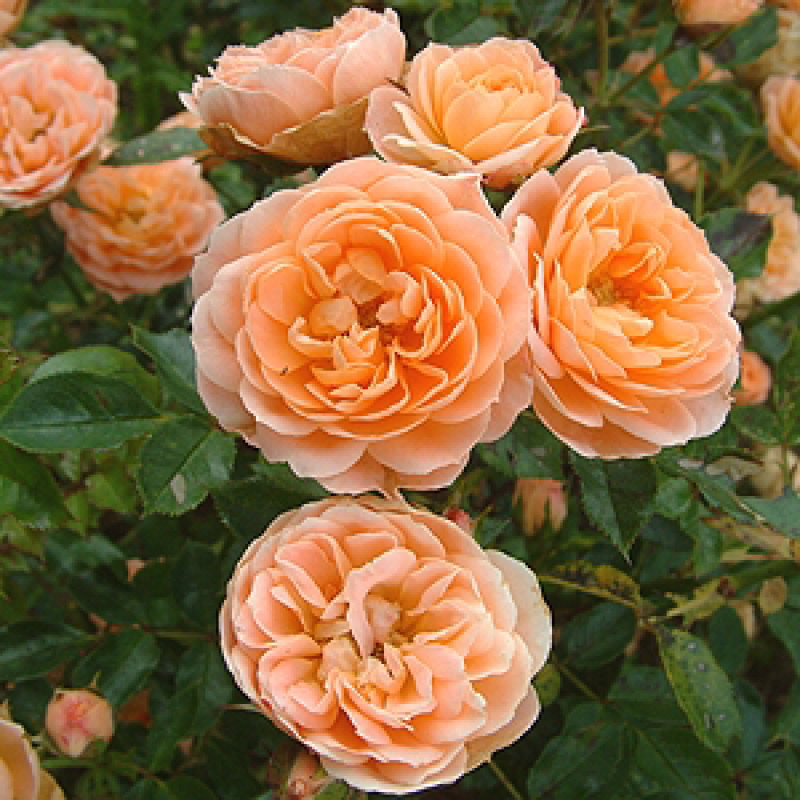 月季甜梦花苗丰花藤本露台盆栽花园观花植物多季开爬藤玫