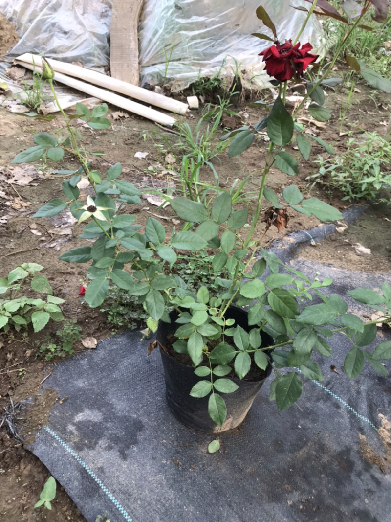 正红大花卡罗拉玫瑰月季花店红色玫瑰花种苗四季花卉盆栽