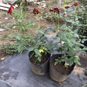 正红大花卡罗拉玫瑰月季花店红色玫瑰花种苗四季花卉盆栽