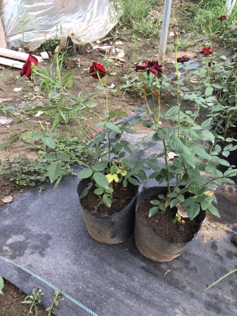 正红大花卡罗拉玫瑰月季花店红色玫瑰花种苗四季花卉盆栽