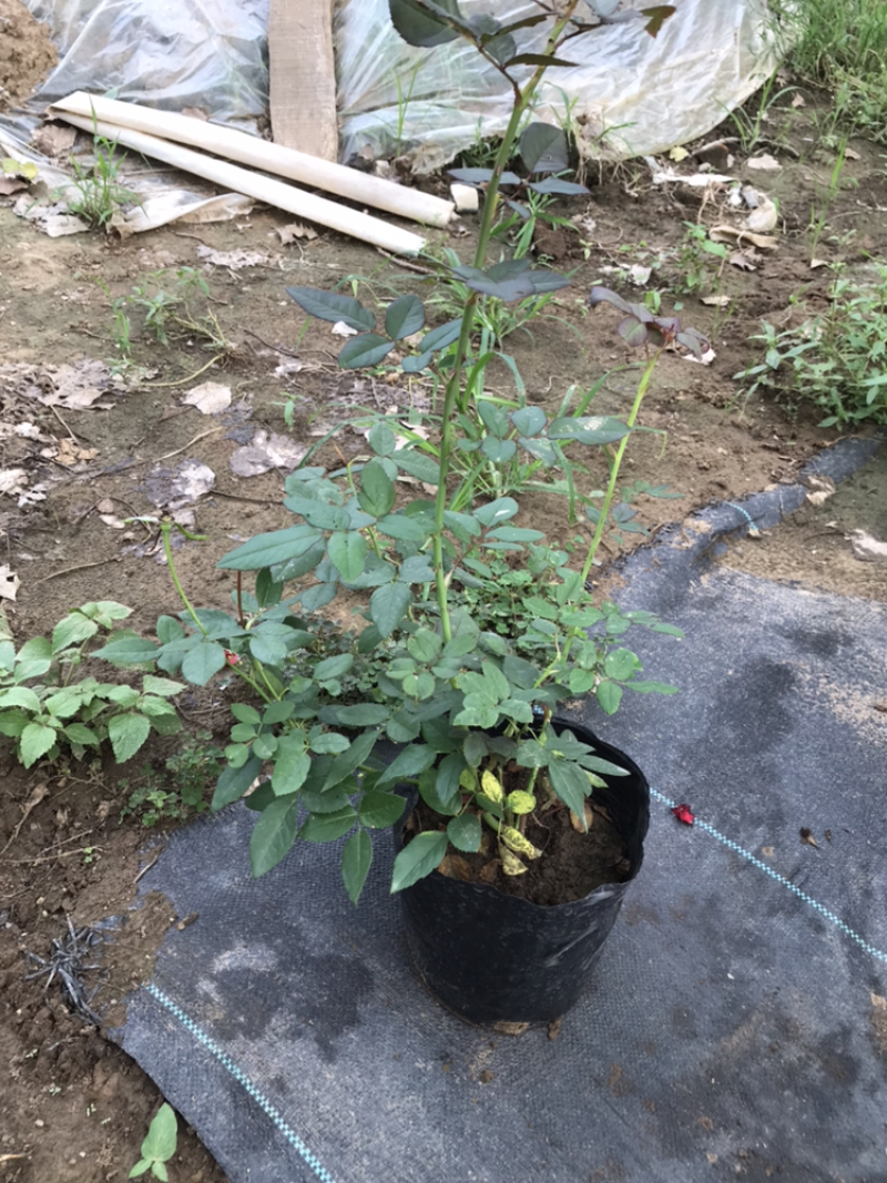 正红大花卡罗拉玫瑰月季花店红色玫瑰花种苗四季花卉盆栽