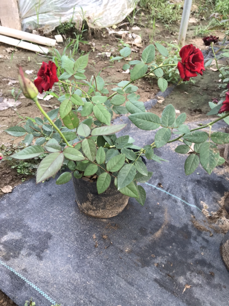 正红大花卡罗拉玫瑰月季花店红色玫瑰花种苗四季花卉盆栽
