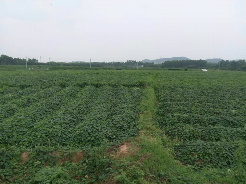 何首乌