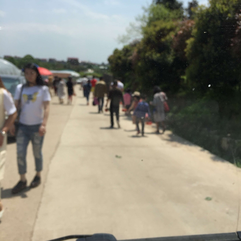 樱桃苗木、短柄樱桃苗、黑珍珠樱桃苗、红妃樱桃苗、各种规格发