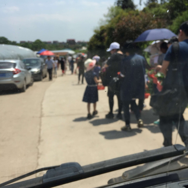 樱桃苗木、短柄樱桃苗、黑珍珠樱桃苗、红妃樱桃苗、各种规格发