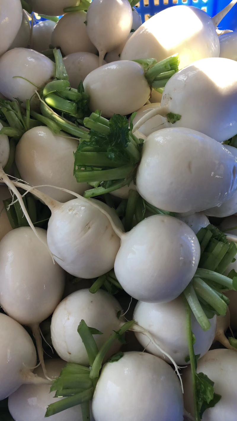 白圆罗卜-白、嫩、脆，单位经营，上千亩基地，特有的沙土种植