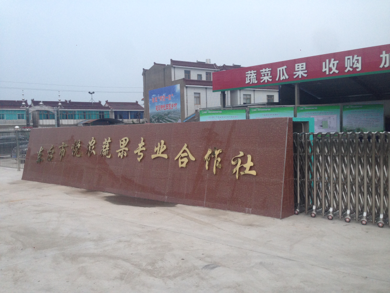 白圆罗卜-白、嫩、脆，单位经营，上千亩基地，特有的沙土种植
