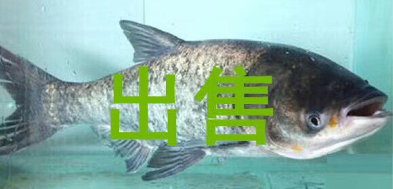 花莲