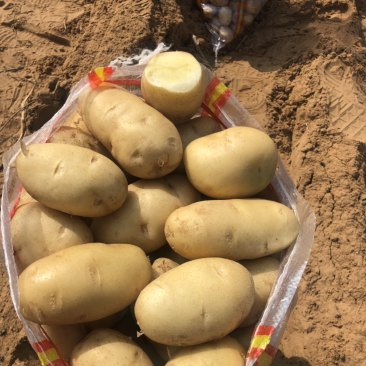 沙地土豆质量好颜色薯形好内基地直