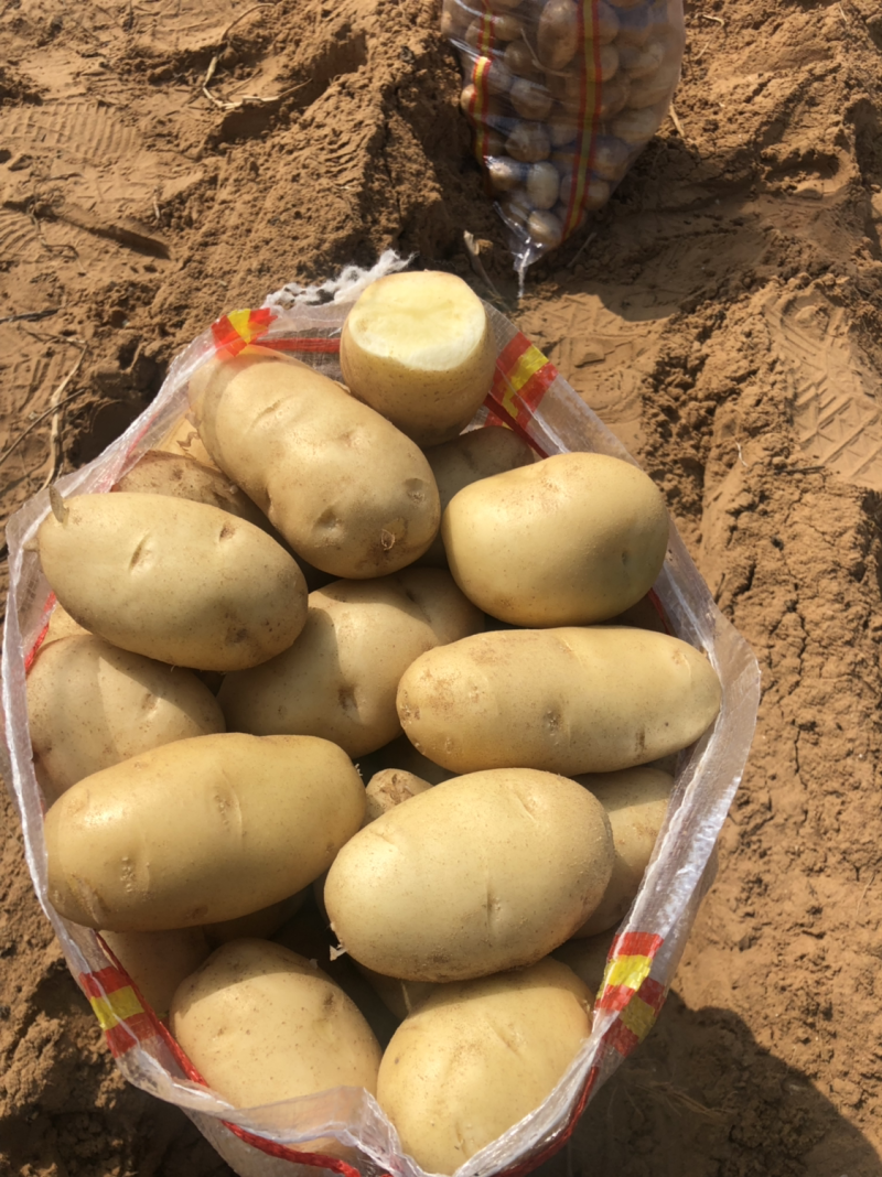 沙地土豆质量好颜色薯形好内基地直