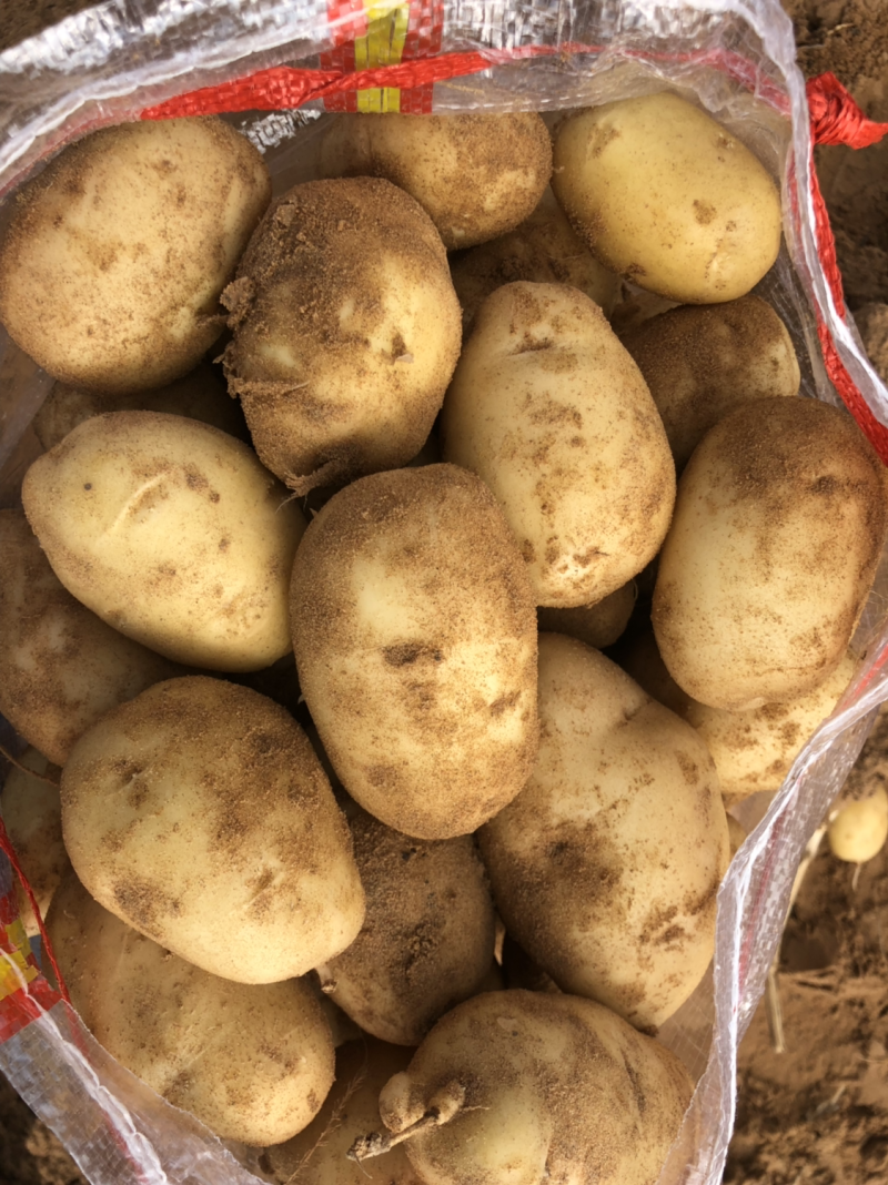 沙地土豆质量好颜色薯形好内基地直