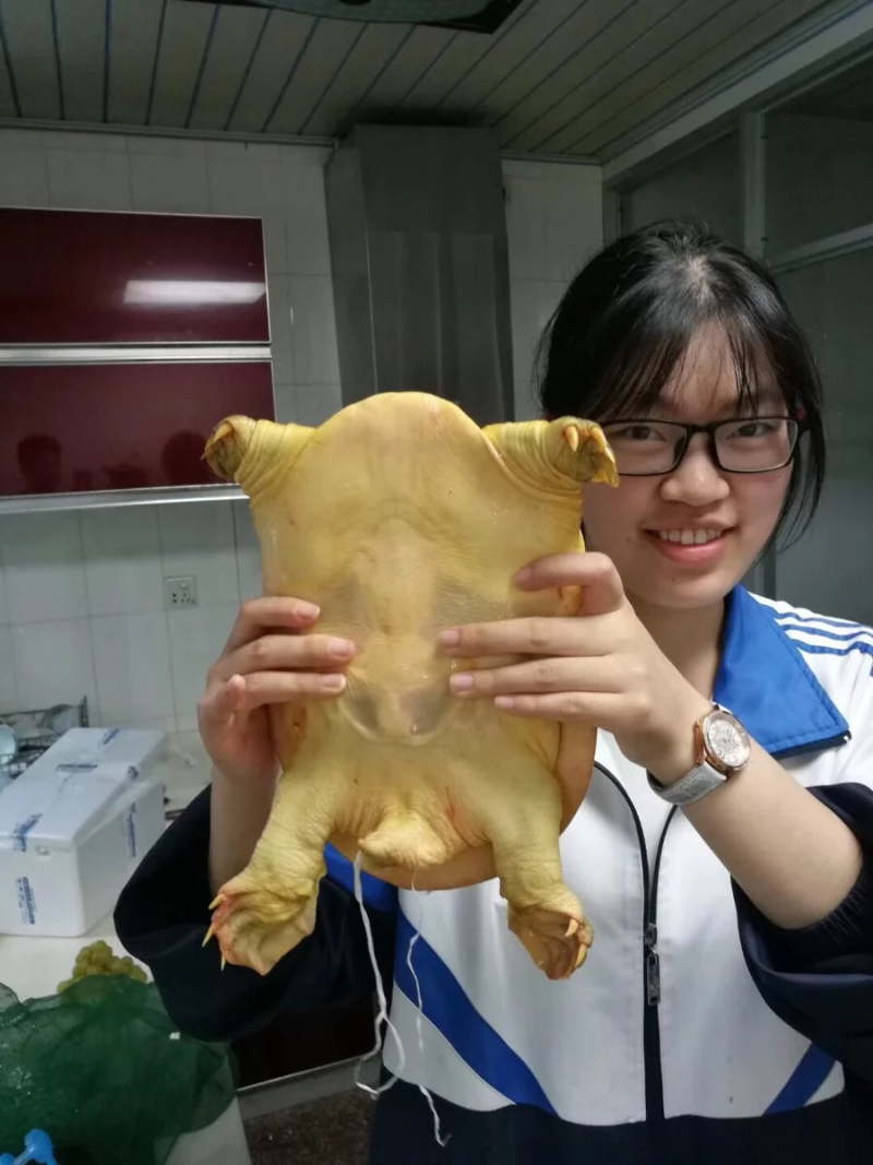 生态老鳖