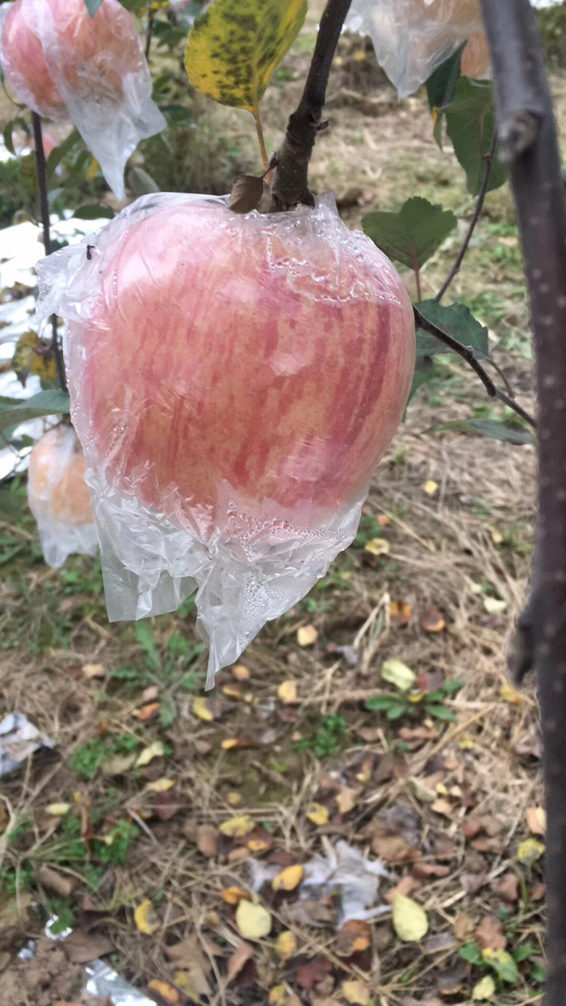 纸袋红富士苹果批发价格陕西纸加膜红富士苹果基地直发
