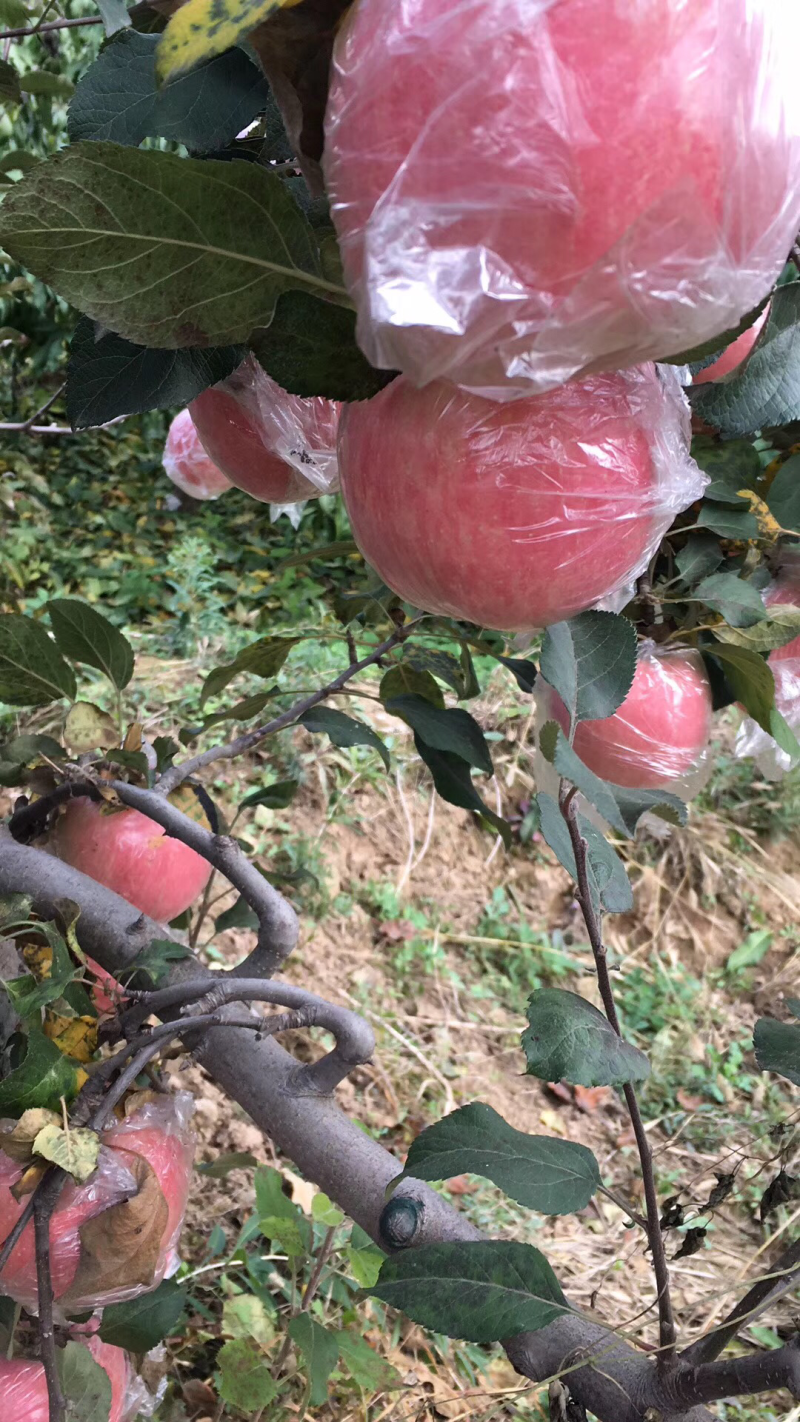 纸袋红富士苹果批发价格陕西纸加膜红富士苹果基地直发