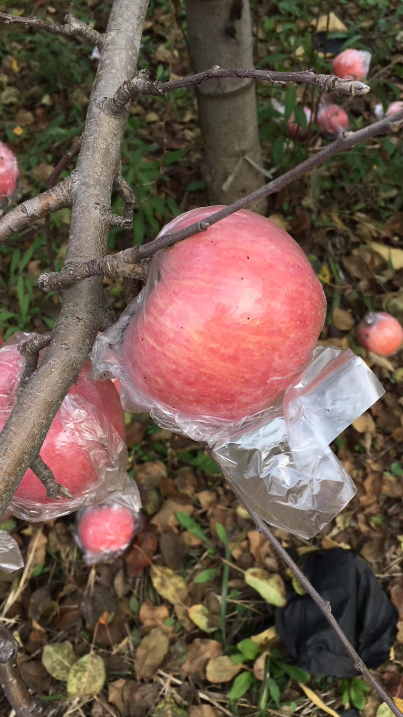 纸袋红富士苹果批发价格陕西纸加膜红富士苹果基地直发