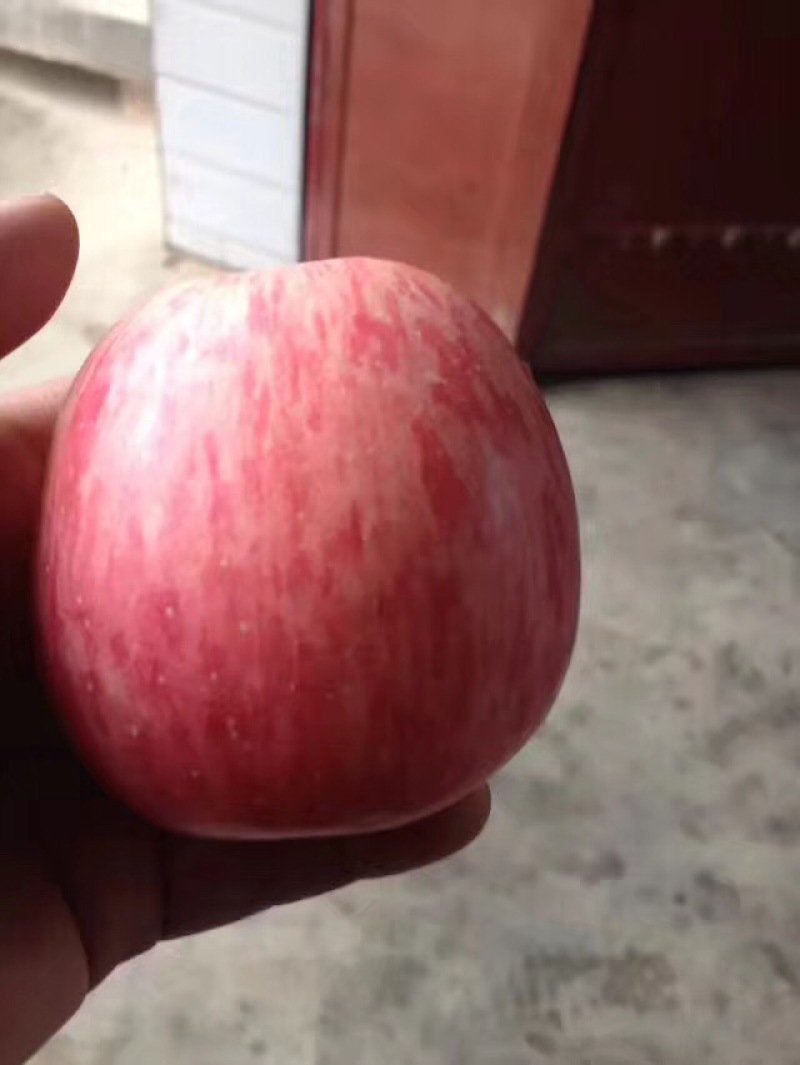 纸袋水晶红富士苹果价格优惠，货源充足欢迎采购