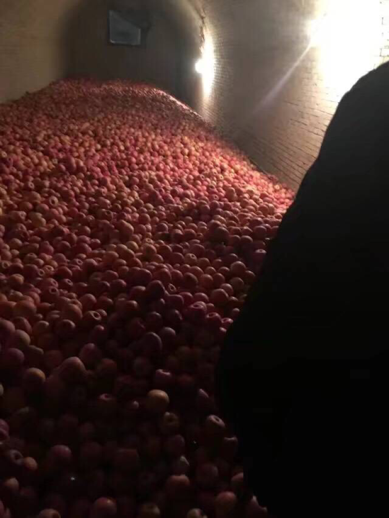 纸袋水晶红富士苹果价格优惠，货源充足欢迎采购