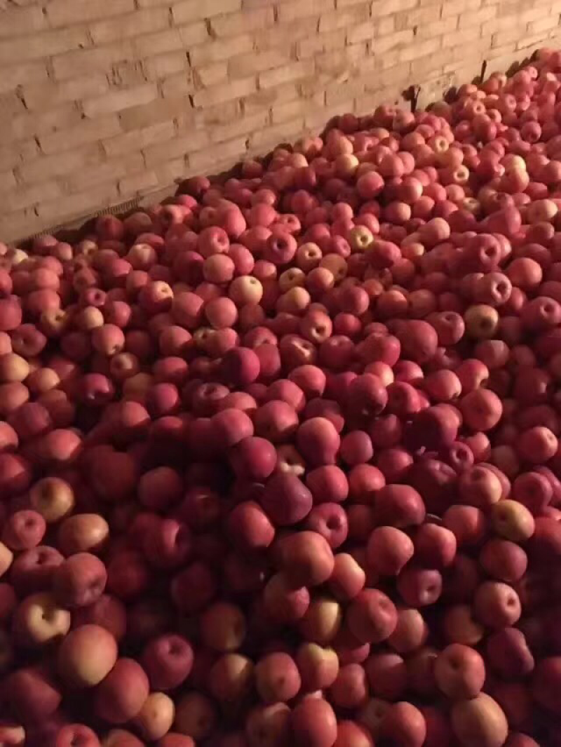 纸袋水晶红富士苹果价格优惠，货源充足欢迎采购