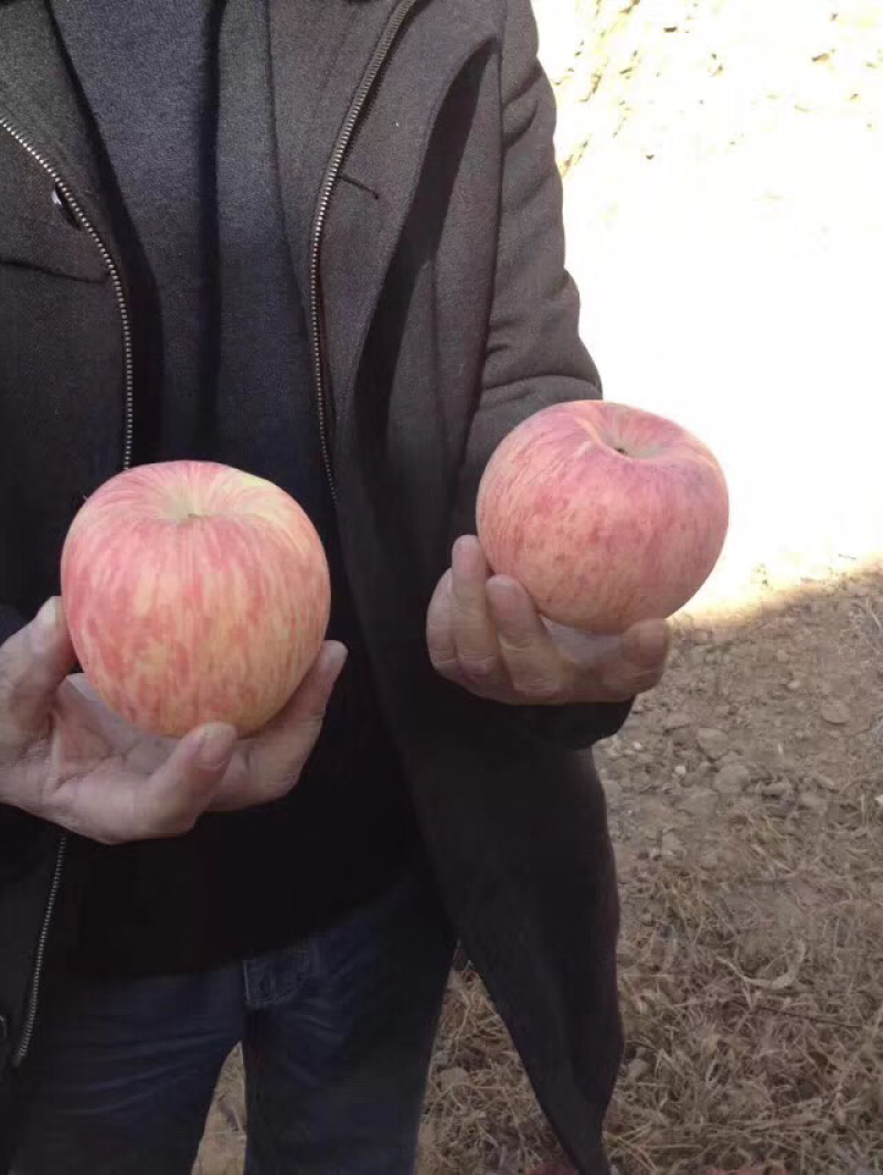 纸袋水晶红富士苹果价格优惠，货源充足欢迎采购