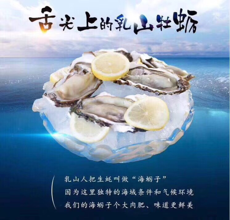 乳山生蚝乳山牡蛎鲜活6~8只/斤150斤批发
