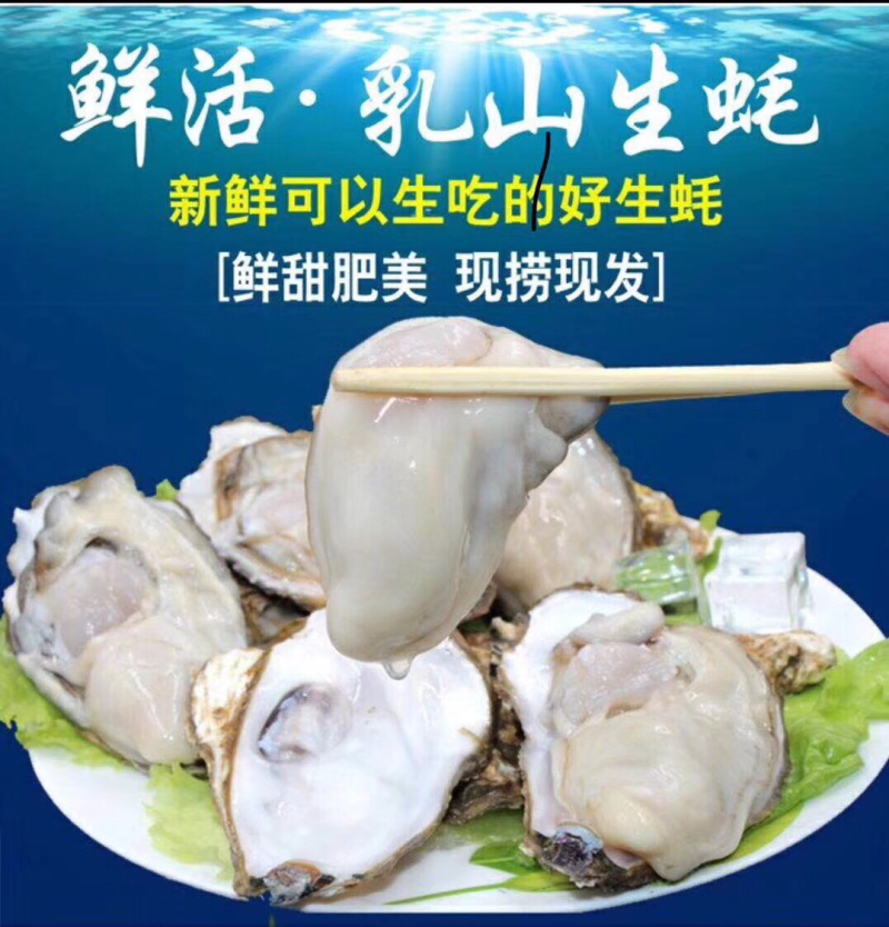 乳山生蚝乳山牡蛎鲜活6~8只/斤150斤批发