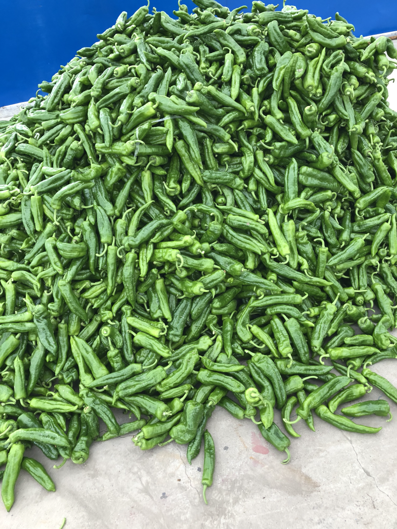 品椒8号15~20厘米微辣产地直供保质保量价格可谈