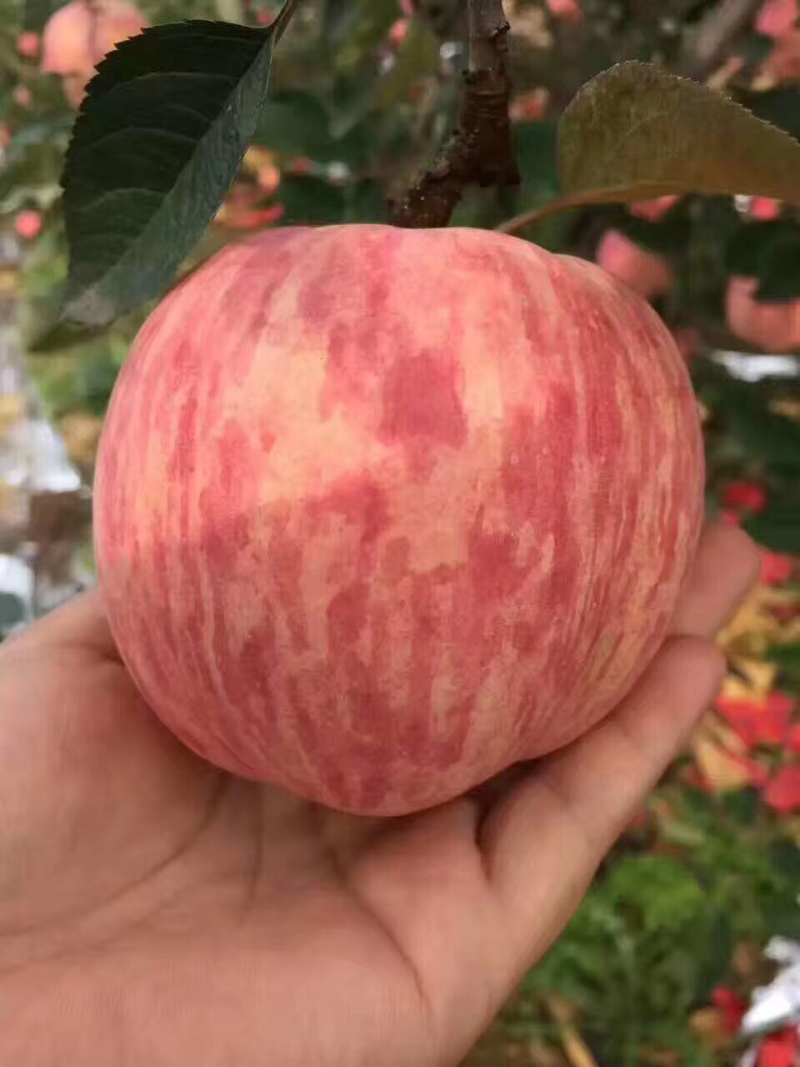 烟台苹果