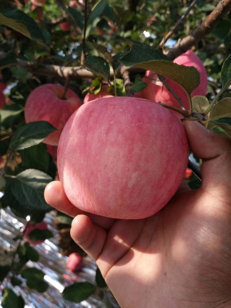 烟台苹果