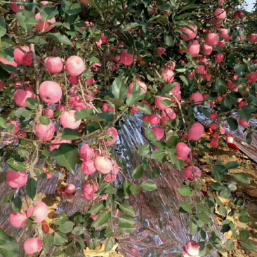 烟台苹果