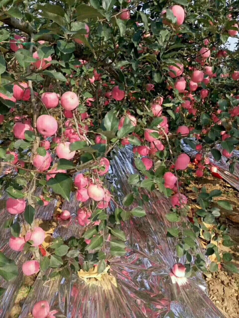 烟台苹果