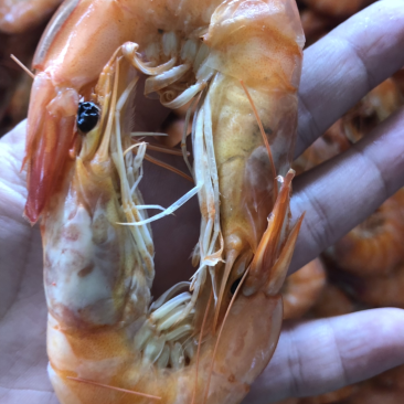 熟冻对虾，大量现货