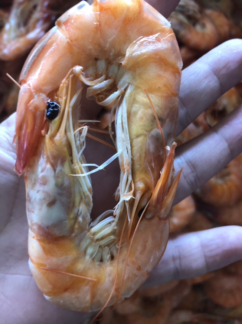 熟冻对虾，大量现货