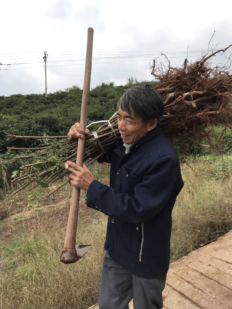 蜂蜜李